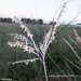 Vlei Bluestem - Photo (c) Andrew Hankey, some rights reserved (CC BY-SA), uploaded by Andrew Hankey