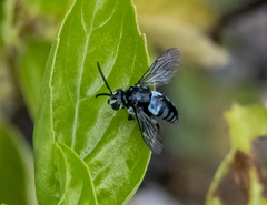 Thyreus novaehollandiae