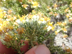 Brachyglottis cassinioides