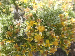 Brachyglottis cassinioides