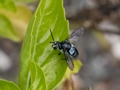 Thyreus novaehollandiae