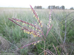 Andropogon appendiculatus