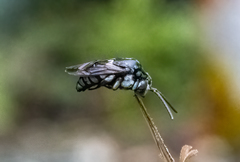 Thyreus novaehollandiae