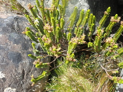 Veronica pauciramosa