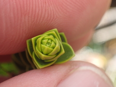 Veronica pauciramosa