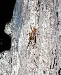 Talitropsis