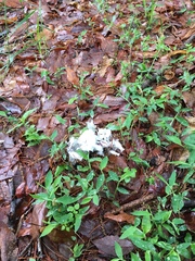 Monotropastrum humile