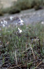 Linaria nigricans