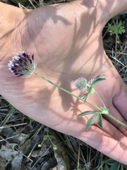 Trifolium dichotomum