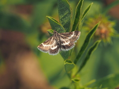 Atralata albofascialis