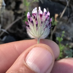 Trifolium dichotomum