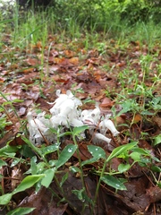 Monotropastrum humile