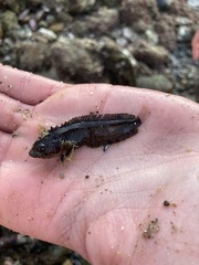 Paraclinus integripinnis