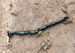Bipalium univittatum