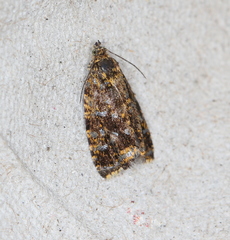 Celypha siderana