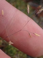 Poa lindsayi