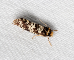 Ardiosteres moretonella