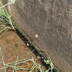 Pomacea
