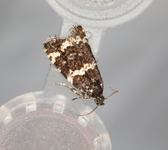 Celypha tiedemanniana