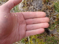 Poa lindsayi