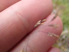 Poa lindsayi