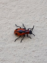 Crioceris quinquepunctata
