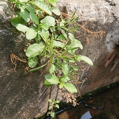 Ruellia tuberosa