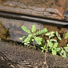 Phyllanthus amarus