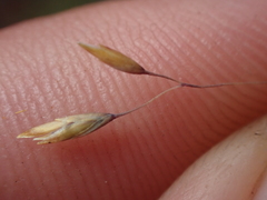 Poa lindsayi