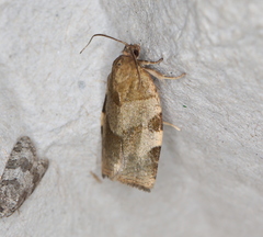 Choristoneura hebenstreitella