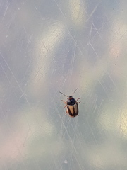 Cryptocephalus connexus