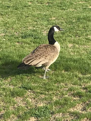 Branta canadensis