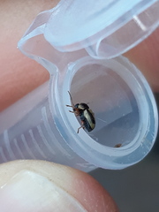 Cryptocephalus connexus