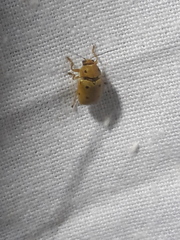 Cryptocephalus octomaculatus