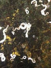 Spirobranchus triqueter