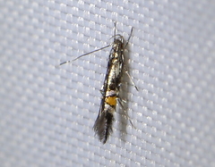Cosmopterix orichalcea