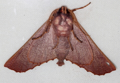 Monoctenia smerintharia