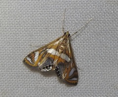 Margarosticha euprepialis