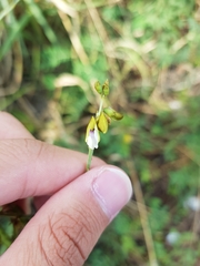 Tephrosia noctiflora