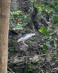Nycticorax