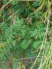 Tephrosia noctiflora