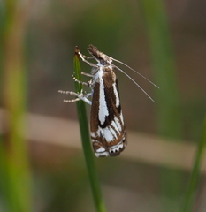 Crambus alienellus