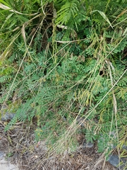 Tephrosia noctiflora