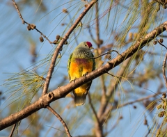 Ptilinopus roseicapilla