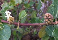 Morinda royoc