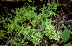 Selaginella pallescens