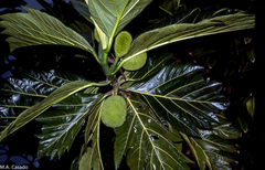 Artocarpus communis image