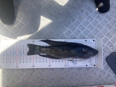 Odax pullus