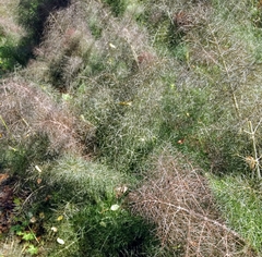 Foeniculum vulgare dulce