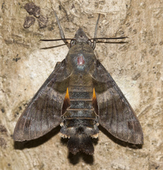 Macroglossum glaucoptera
